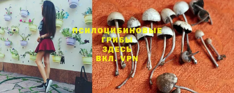 Псилоцибиновые грибы Psilocybe  где можно купить   Сенгилей 
